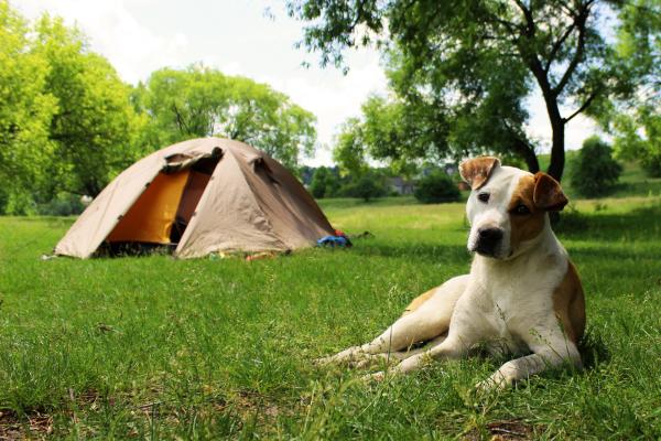 Dog lying on the grass near a tent