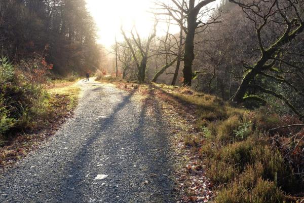 Lone figure walks along a beautiful woodland track though Coed-y-Brenin