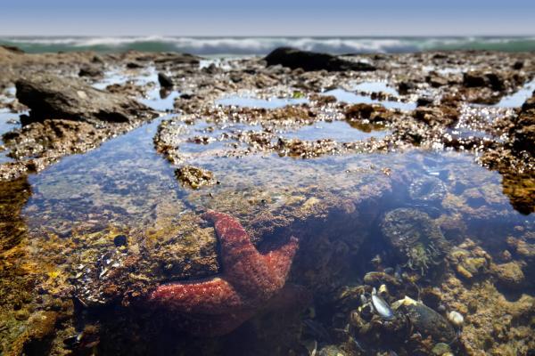 Rock pool with starfish in pool