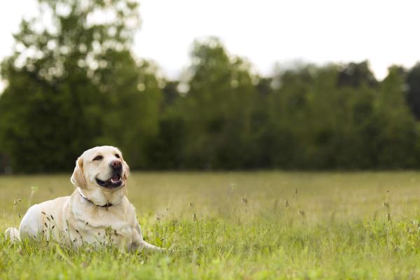 Labrador laying on the grass