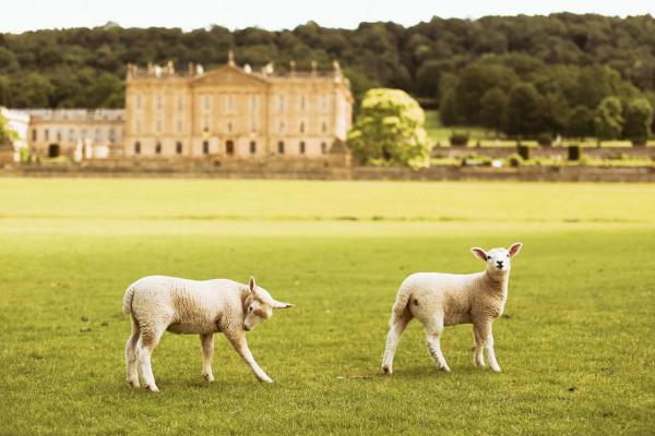 Lambs at Chatsworth House