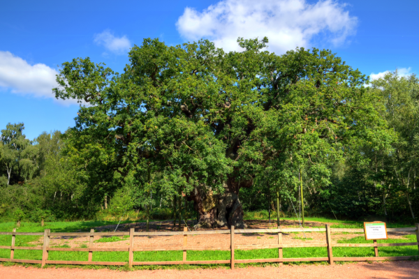 Major oak