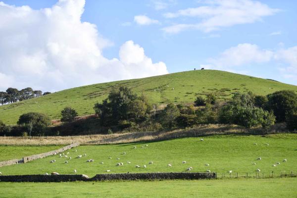 Malham countryside in Summer with sheep in fields 