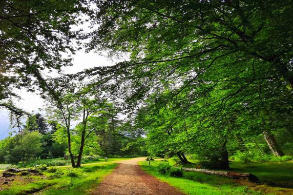 Trees surrounding a park trail