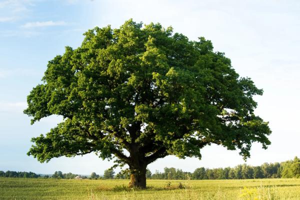 Oak tree in a field