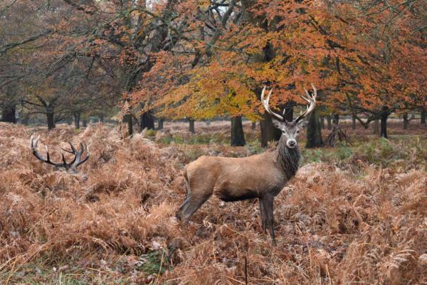 Red deer in autumnal forest