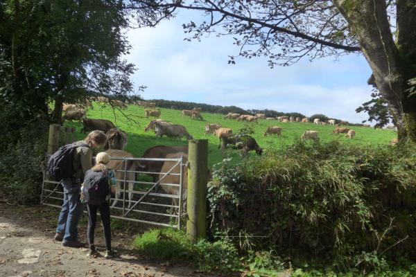 Father and daughter looking at roskilly jersey cows