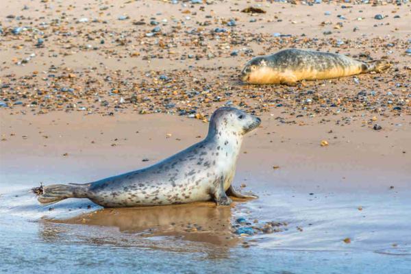 Seals on beach at Blakeney Point Norfolk England UK