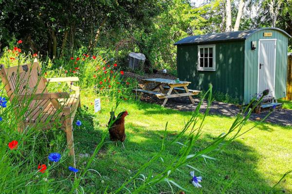 Chicken roaming on grass with a green wooden hut in the background