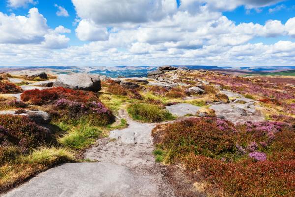 Peak District National Park, Derbyshire, England. Rocks and heather fields in Stanage edge, selective focus