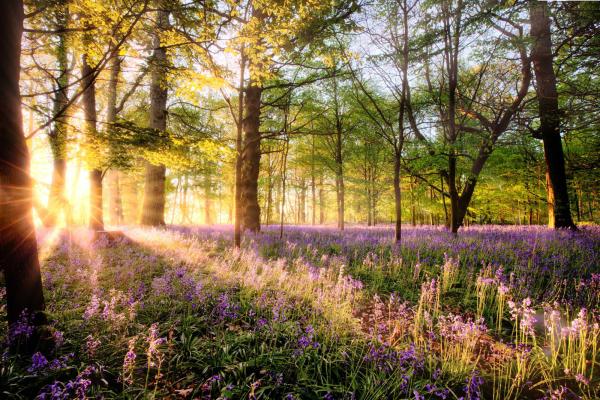 Sunrays shining over a vast woodland with bluebells