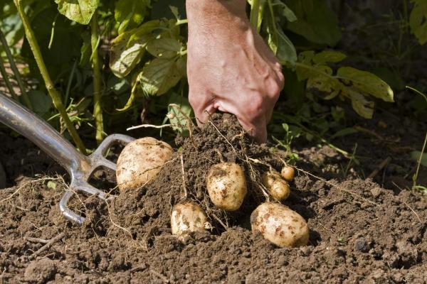 Person pulling potatoes out of the ground