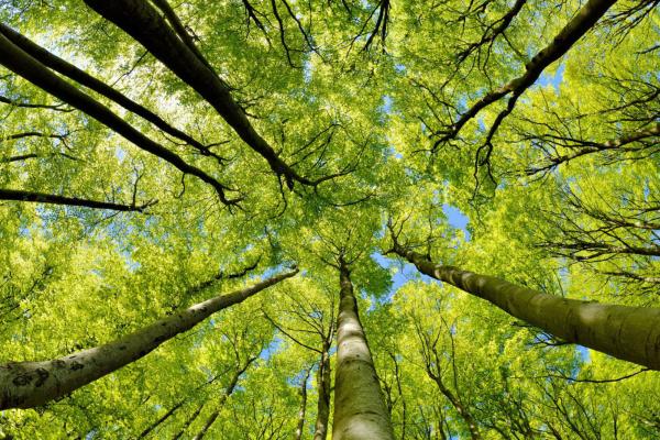 View of looking up through trees