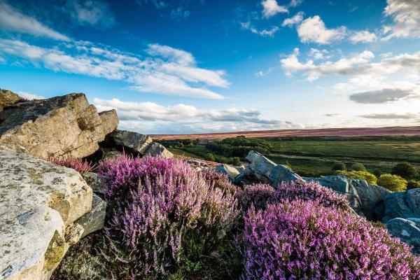 View over an open area of countryside with grass, boulders and lavender bushes