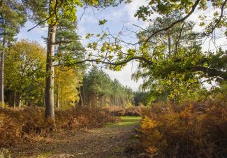 Path through Rendlesham Forest, near Blaxhall