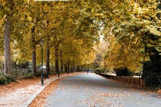 Fallen autumn leaves in Battersea Park in London