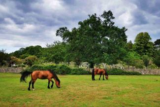 Poines in a field with trees