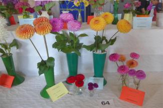 All colours of dahlias at lambeage hall