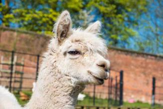 White alpaca looking at the camera