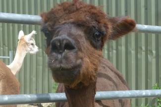 Brown alpaca looking at the camera