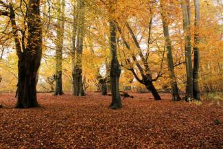 Forest with red, orange and yellow leaves in autumn