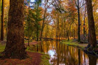 Autumnal trees by a stream