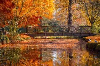 Wooden bridge in Bushy Park with autumn scene