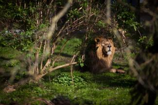 Chester Zoo Lion