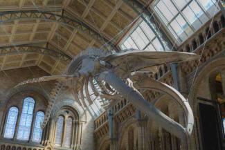 Blue whale skeleton hanging in a large room