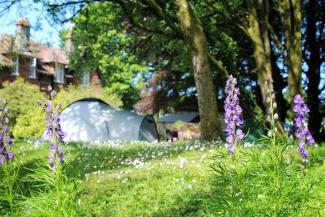 Camping tent surrounded by bluebells and trees