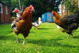 Chickens and ducks on a grass lawn