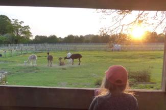 Child looking over a field with alpacas