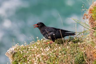 Chough calling on the coast