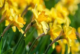 Yellow daffodil flowers in a field