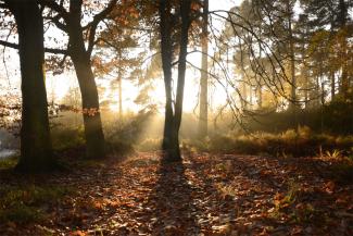 Dalby forest view