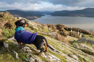 Daschund dog looking of mountain in Snowdonia