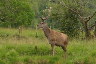 Deer in a field