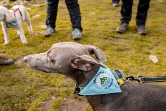 Dog with a YHA Walks bandana