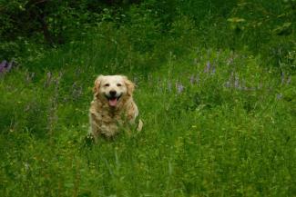 A Golden Retriever in a field of long grass