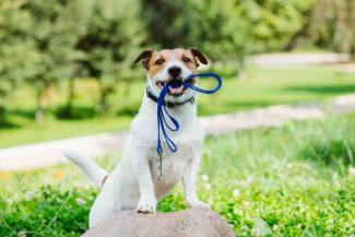 Dog with a lead in their mouth