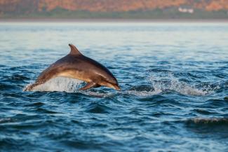 Bottlenose dolphin in the ocean