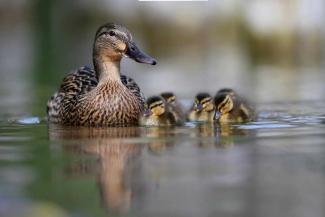 Duck and ducklings paddling on a river