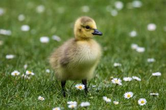 Duckling standing on grass with daisy flowers