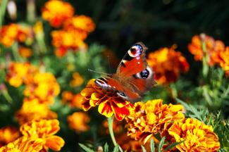 Ventnor Botanical Gardens