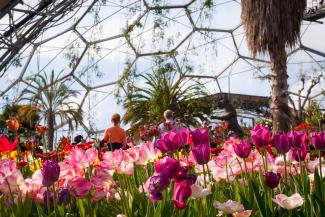 Bright pink flowers at the Eden Project