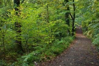 Fingle Woods Devon