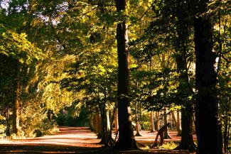 Forest in sunset