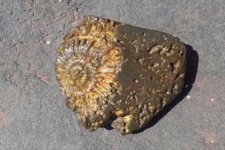 Fossil from the beach near YHA Boggle Hole