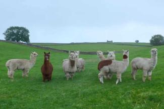 Group of alpacas in a grass field