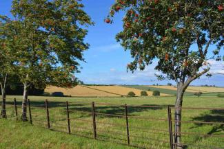 Countryside view with grass fields and apple trees